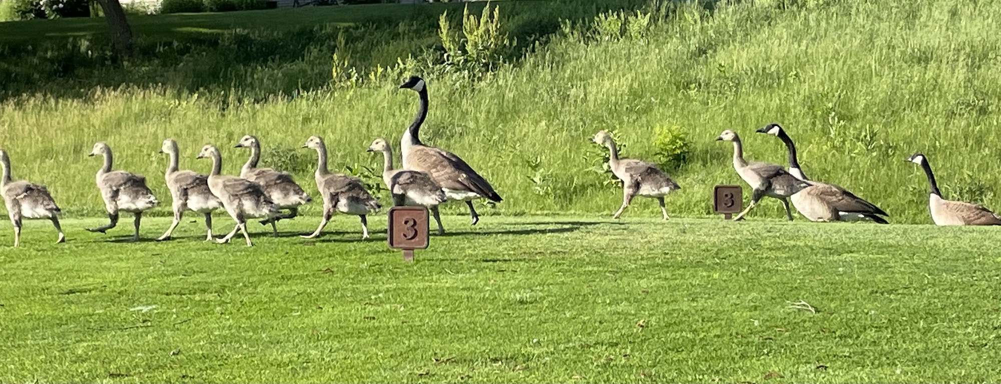 Parade of Geese